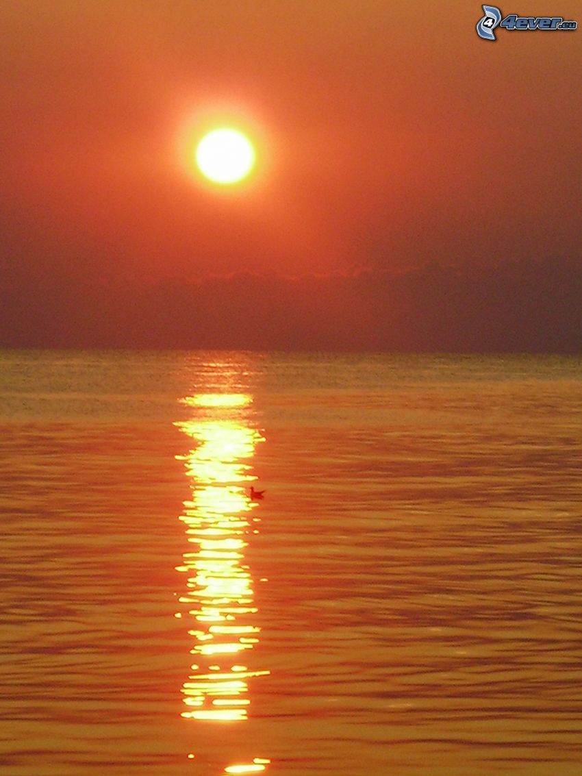 Orange Sonnenuntergang über dem Meer, Vogel