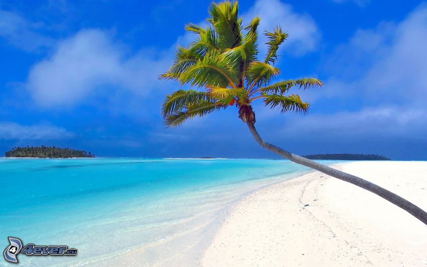 Palme über dem Sandstrand, azurblaues Sommermeer, Insel