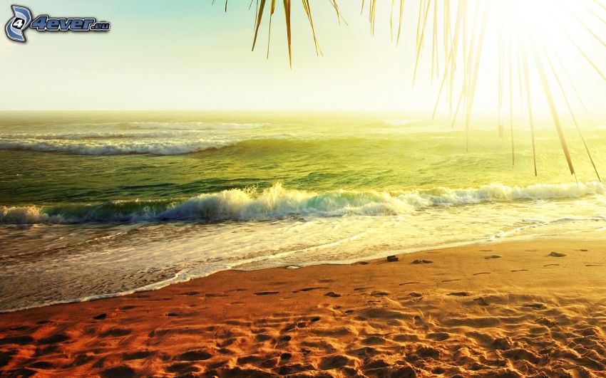Sandstrand, grünes Meer, Sonnenuntergang über dem Meer, Welle, Palmblatt