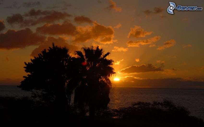 Sonnenuntergang auf dem Meer, Bäum Silhouetten, orange Himmel