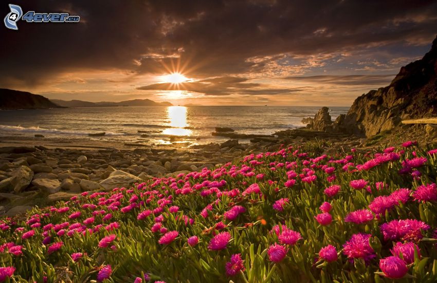 Sonnenuntergang auf dem Meer, rosa Blumen, felsige Küste, dunkle Wolken über dem Meer