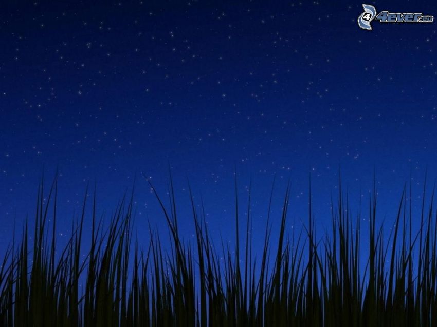 Nachthimmel, Gras