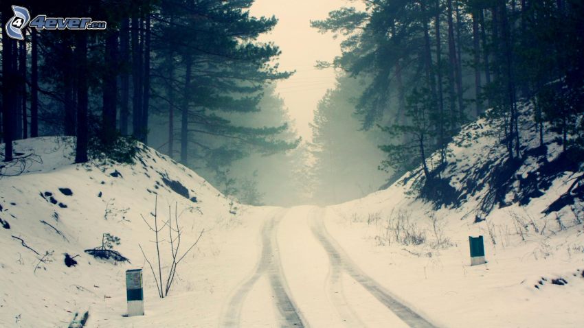 Pfad durch den Wald, schneebedeckte Straße, Wald