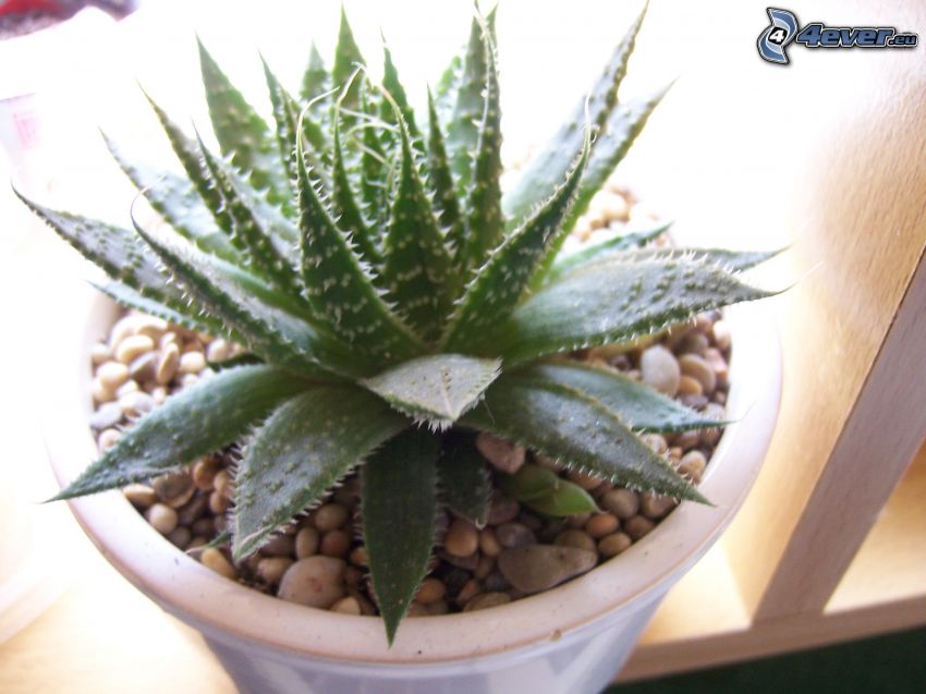 Aloe aristata, Blumentopf, Steine