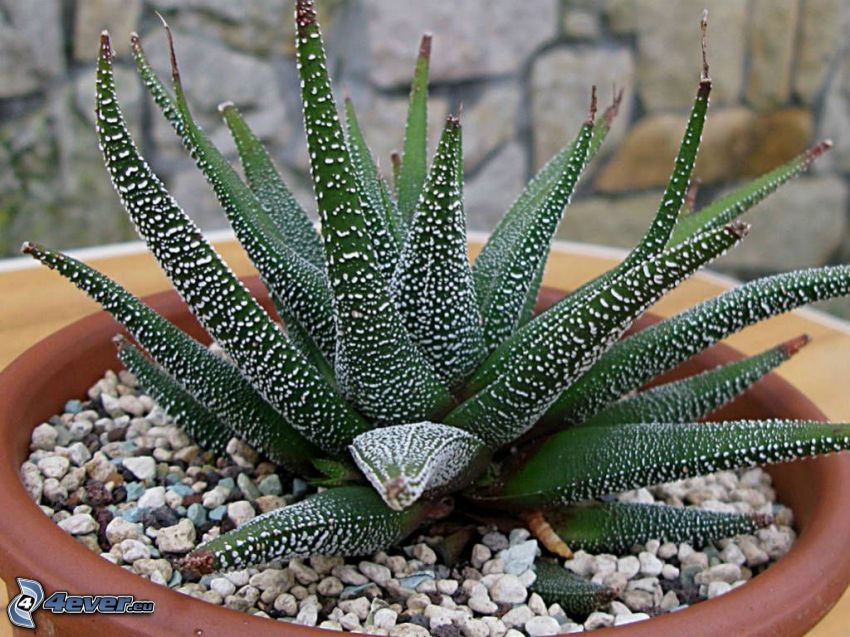 Aloe aristata, Blumentopf, Steine