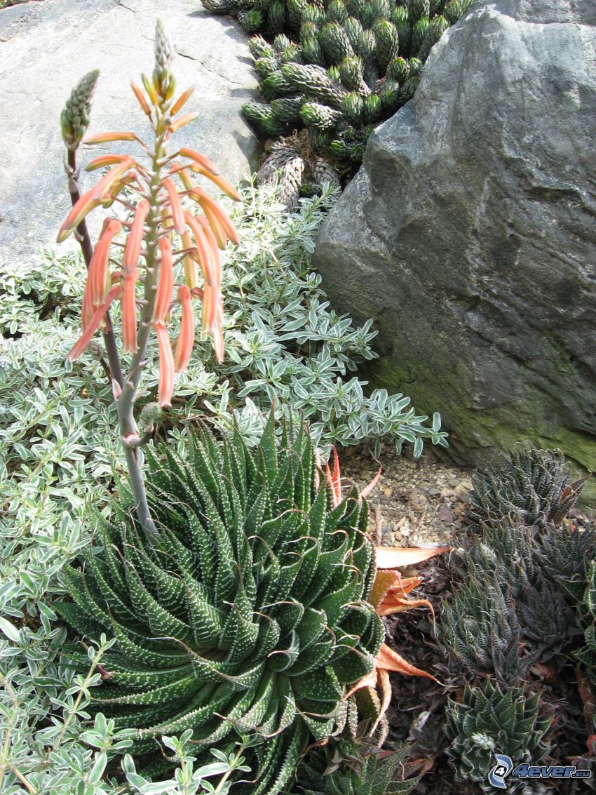 Aloe aristata, orange Blume, Felsen