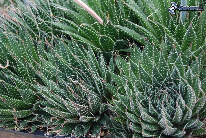 Aloe aristata