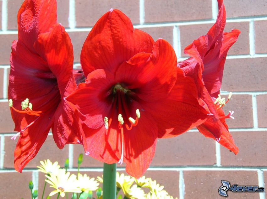 Amaryllis, roten Blumen, Mauer