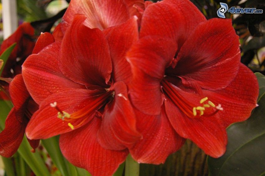 Amaryllis, roten Blumen