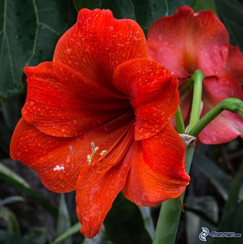 Amaryllis, roten Blumen
