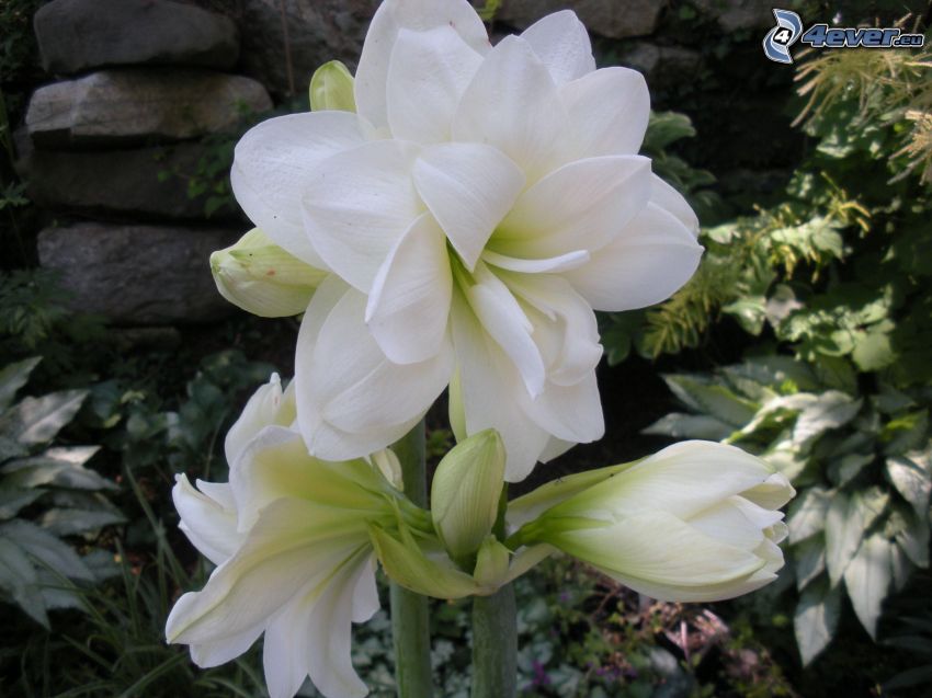 Amaryllis, weiße Blumen