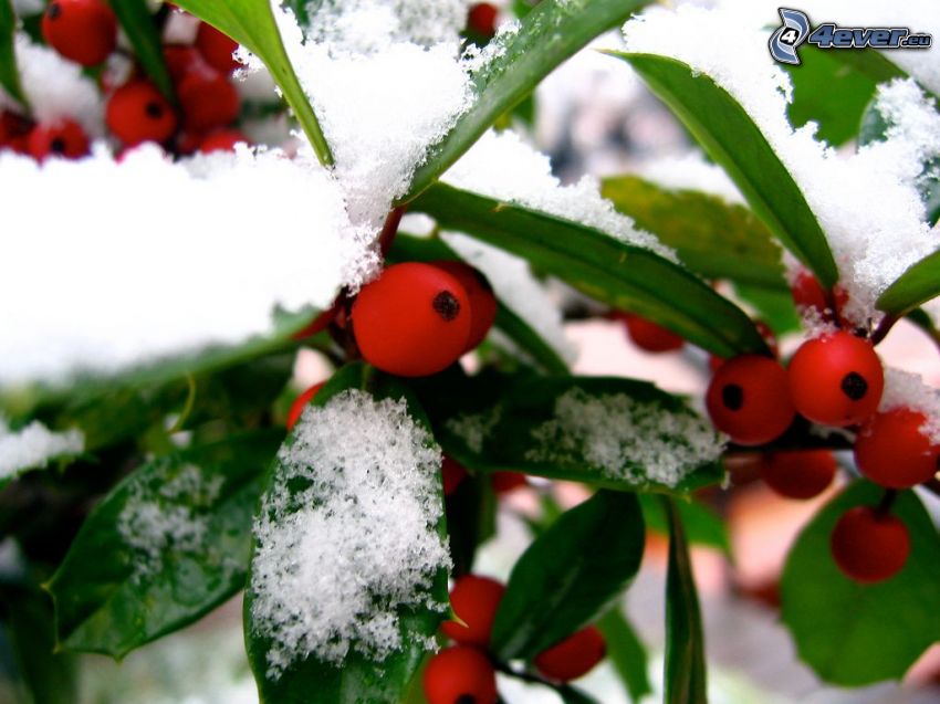 Beeren, Pflanze, Schnee
