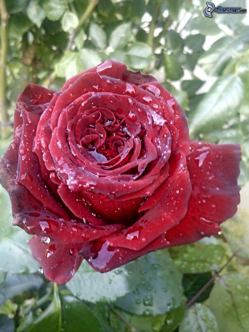 befeuchtete Rose, taufrischer Blume, Wassertropfen