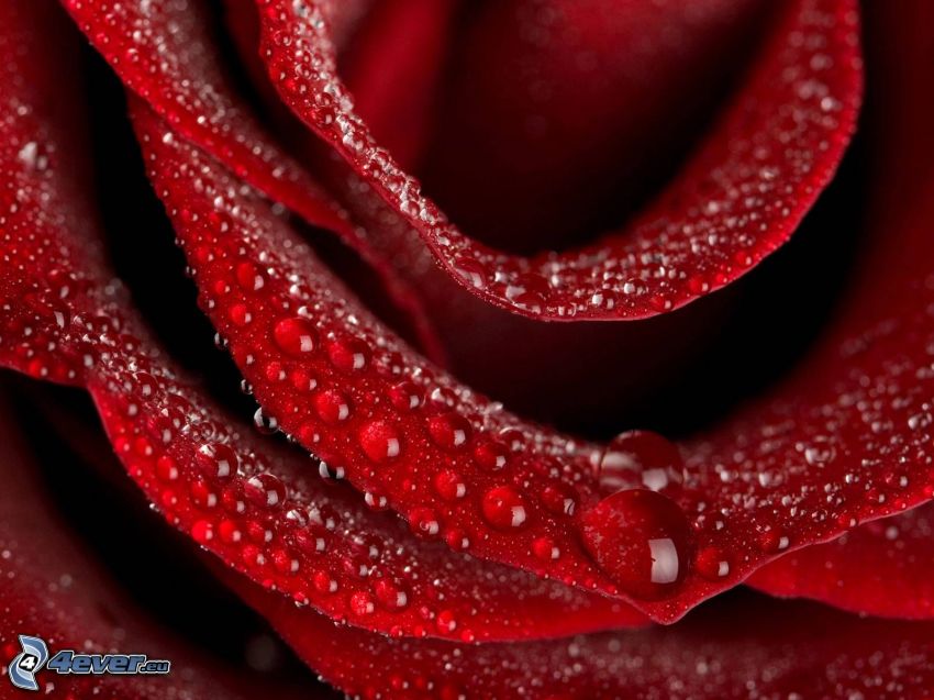 befeuchtete Rose, taufrischer Blume