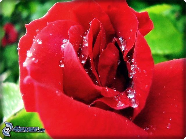befeuchtete Rose