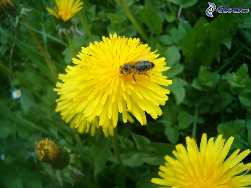 Biene auf dem Löwenzahn, Blume, Gras