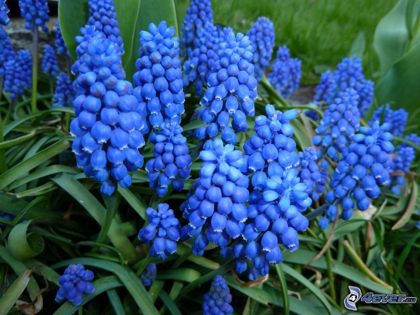 blaue Blumen