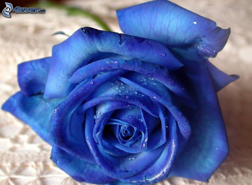 blaue Rose