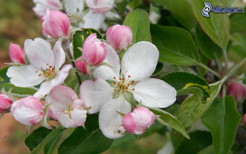 blühenden Apfelbaum