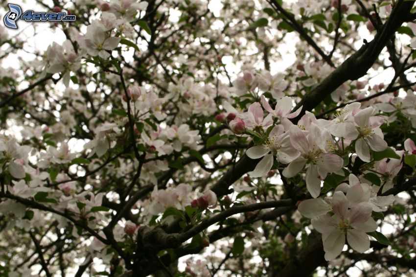 blühenden Apfelbaum