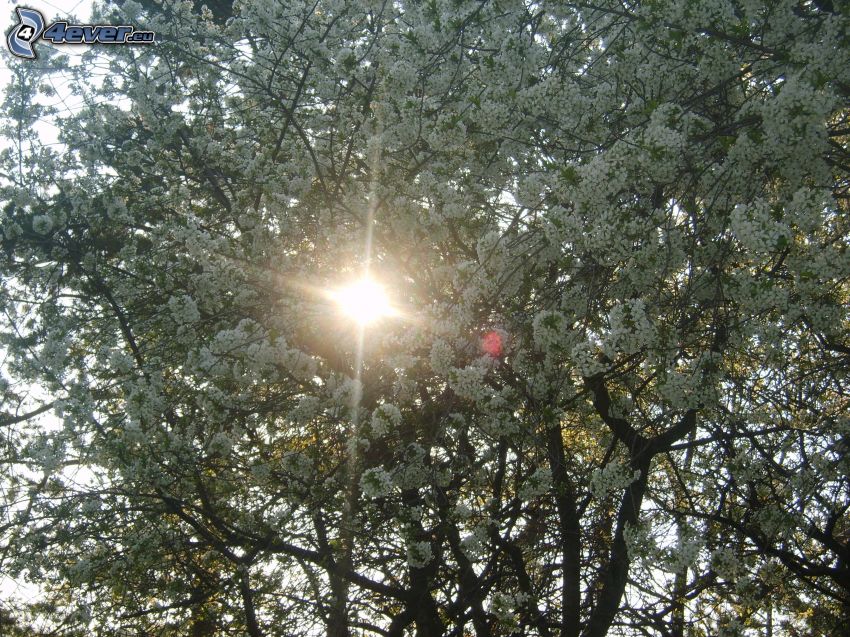 blühender Kirschbaum, Blumen, Sonne