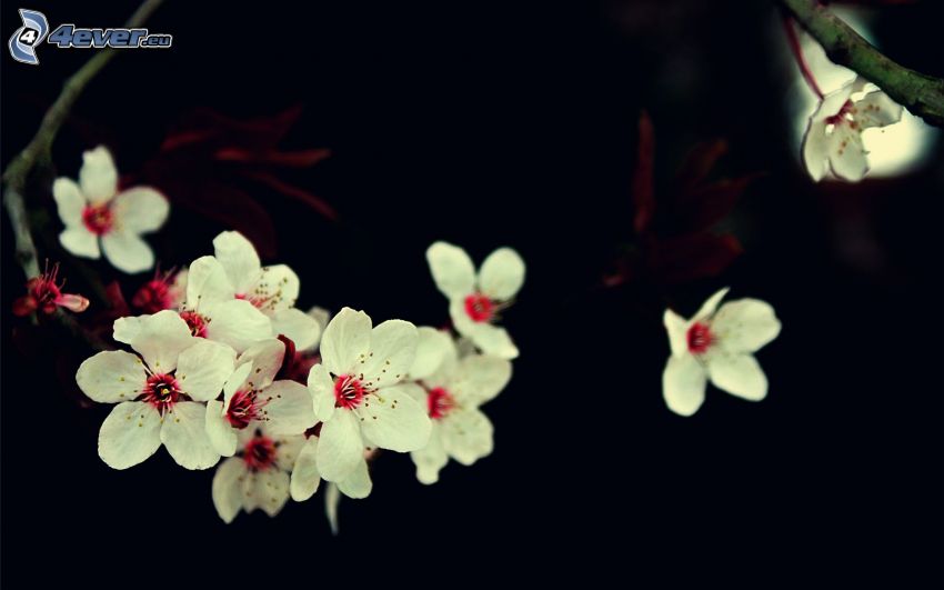 blühender Kirschbaum, weiße Blumen