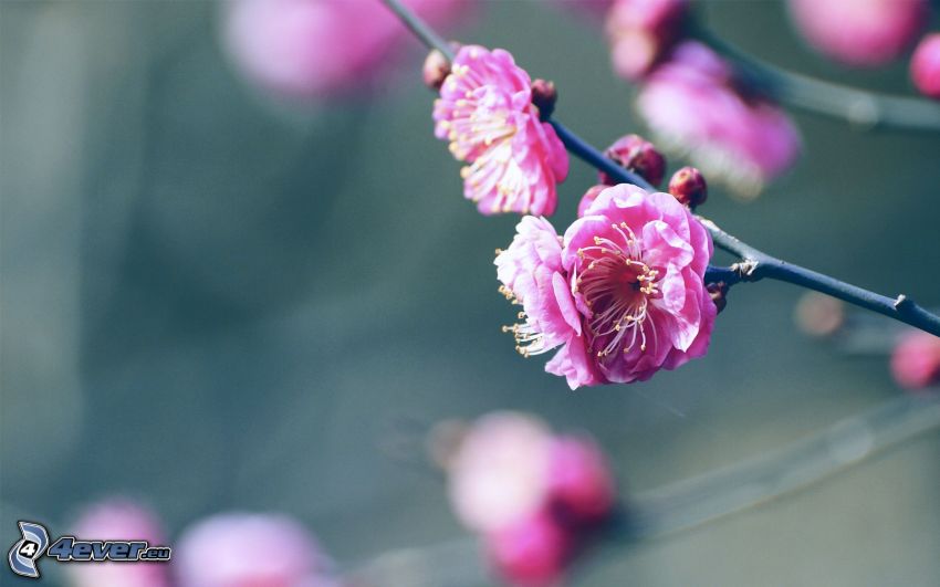 blühender Zweig, rosa Blumen