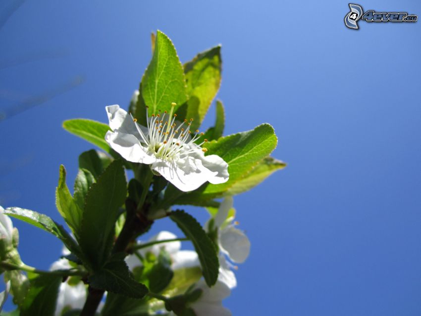 blühender Zweig, weiße Blume, blauer Himmel