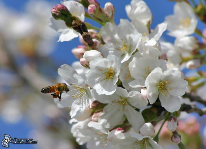 blühender Zweig, weiße Blumen, Biene auf Blumen