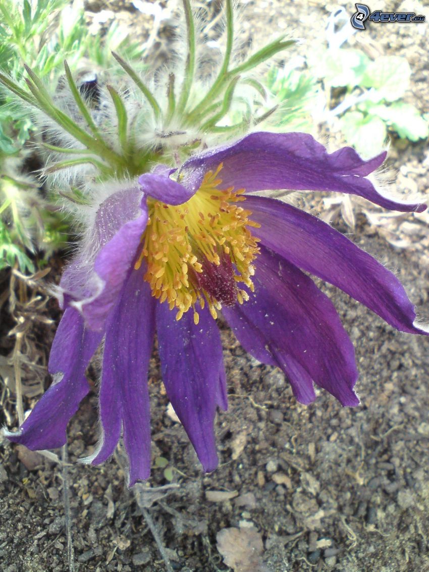 Blume, Kuhschelle
