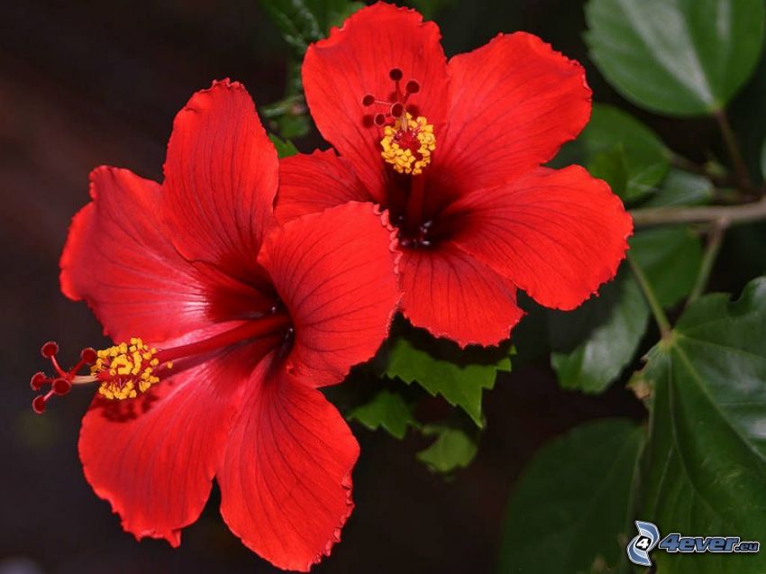 Chinesische Rose, rote Blume