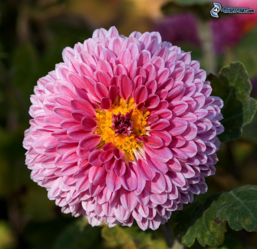 Chrysanthemen, rosa Blume