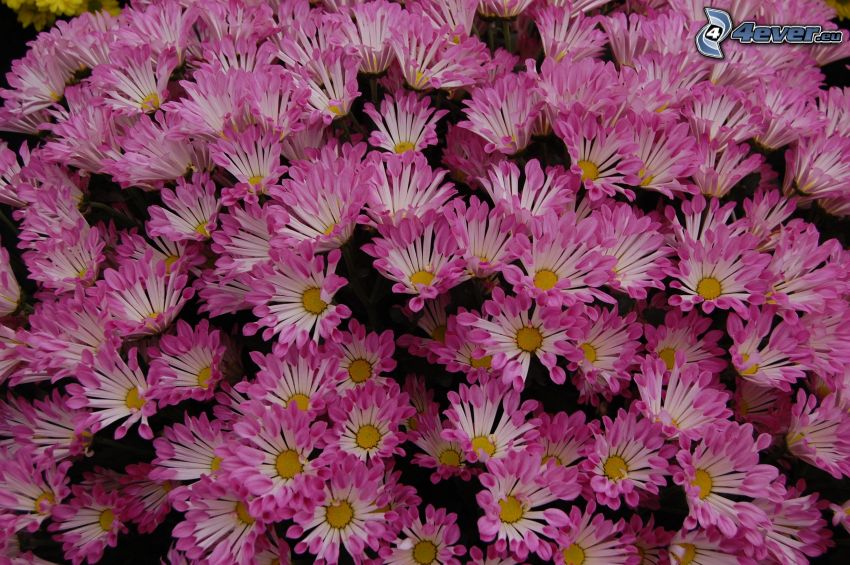 Chrysanthemen, rosa Blumen