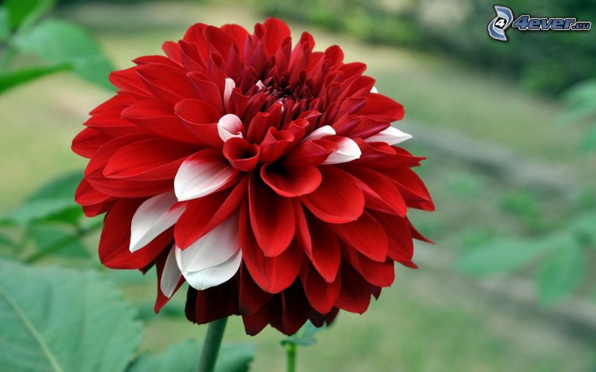 Dahlie, rote Blume