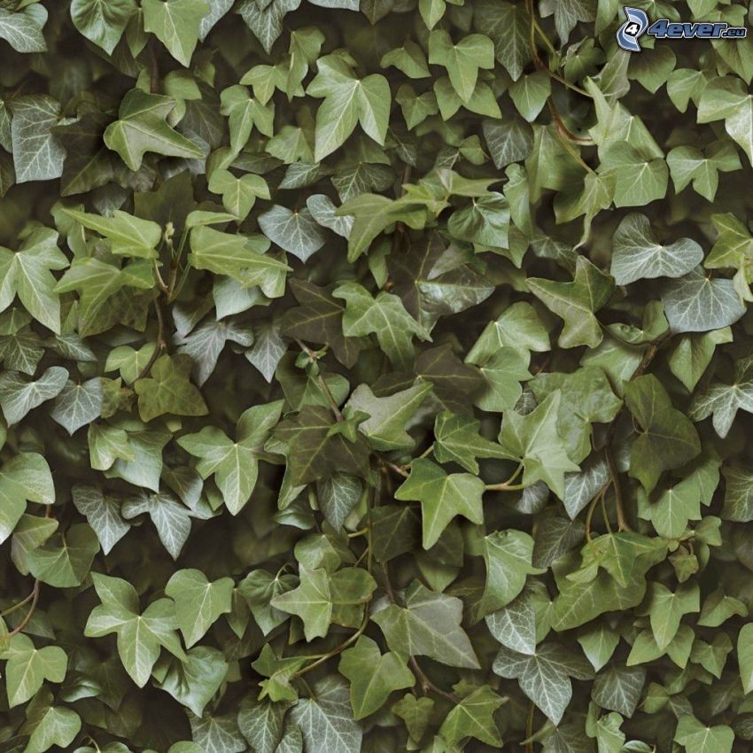 Efeu, grüne Blätter