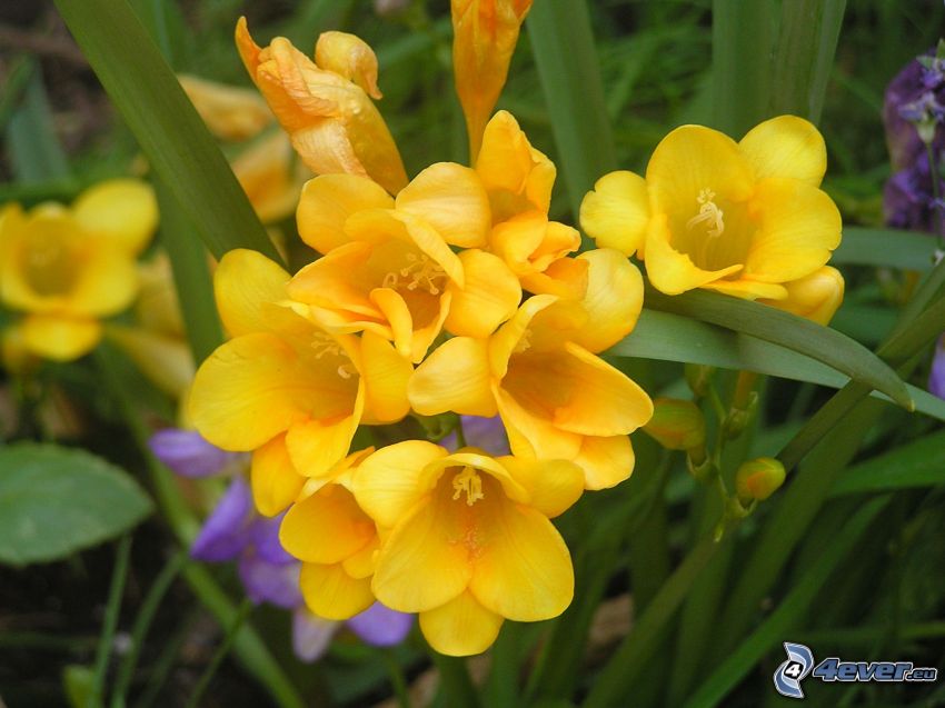 Freesia, gelbe Blumen, Gras