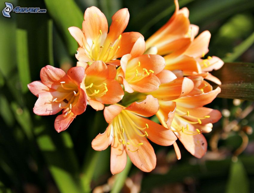 Freesia, orange Blumen