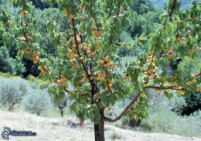 Aprikosen, Aprikosenbaum