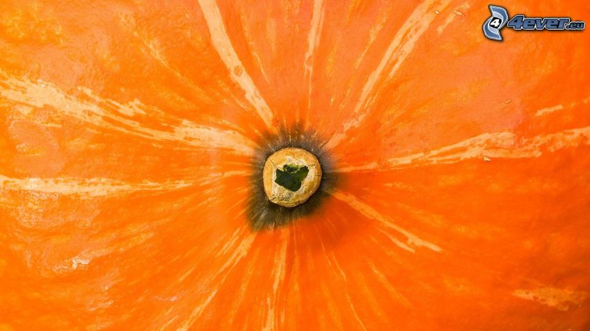 Kürbis, orange Hintergrund
