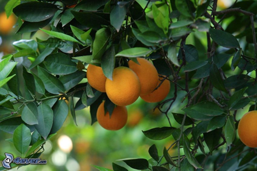 Mangos, grüne Blätter