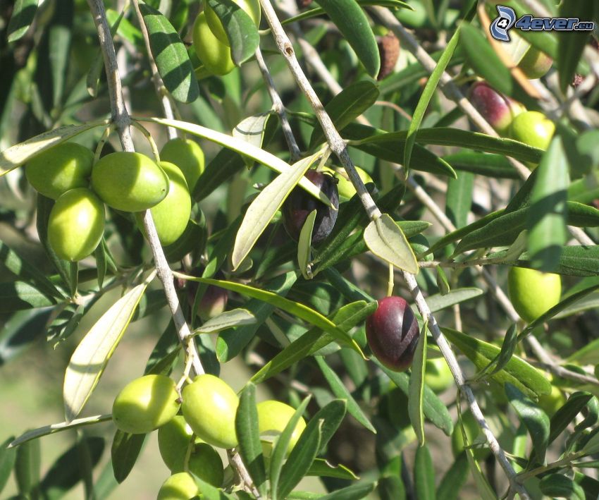 Oliven, Baum