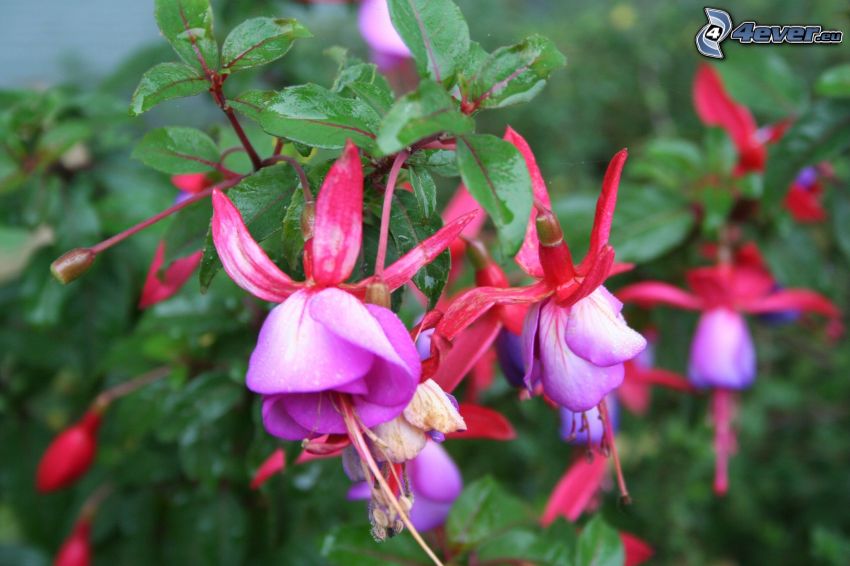 Fuchsien, roten Blumen