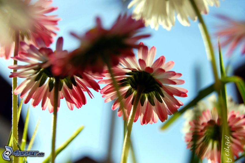 Gänseblümchen