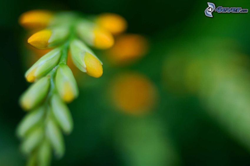 gelbe Blume, Knospe