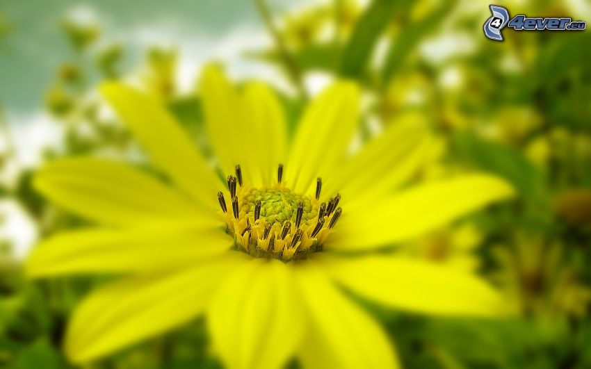 gelbe Blume