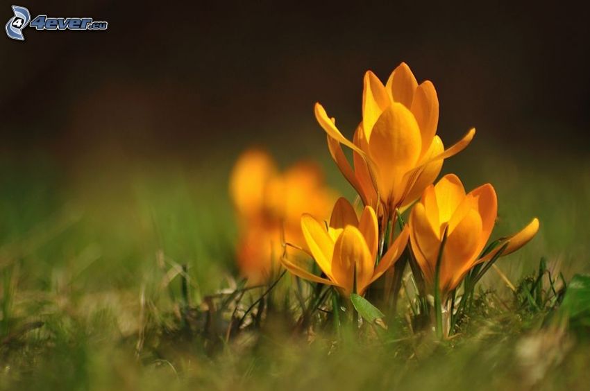 gelbe Blumen, Saffrons