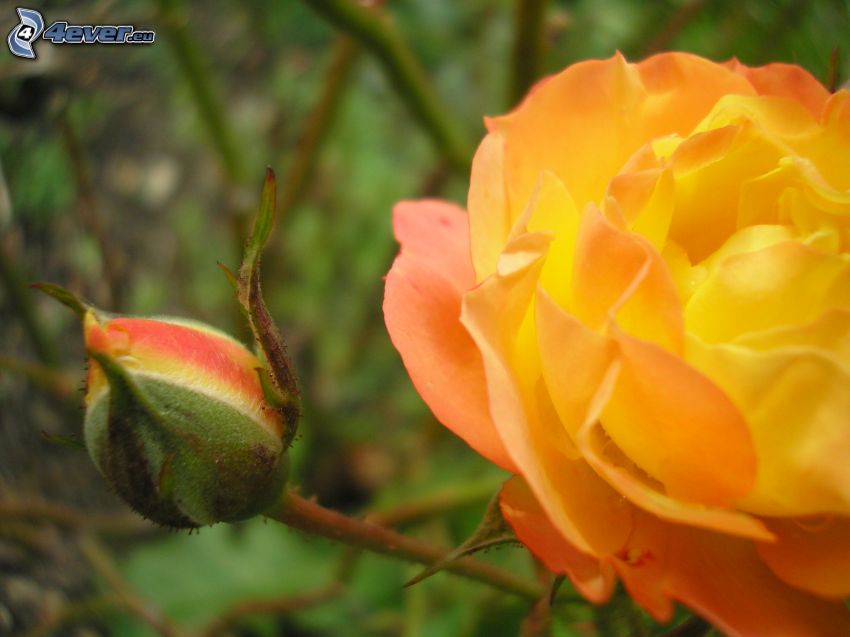 Gelbe Rose, Knospe