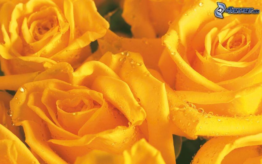 gelbe Rosen, taubenetzte Rose