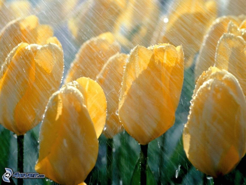 gelbe Tulpen, Regen
