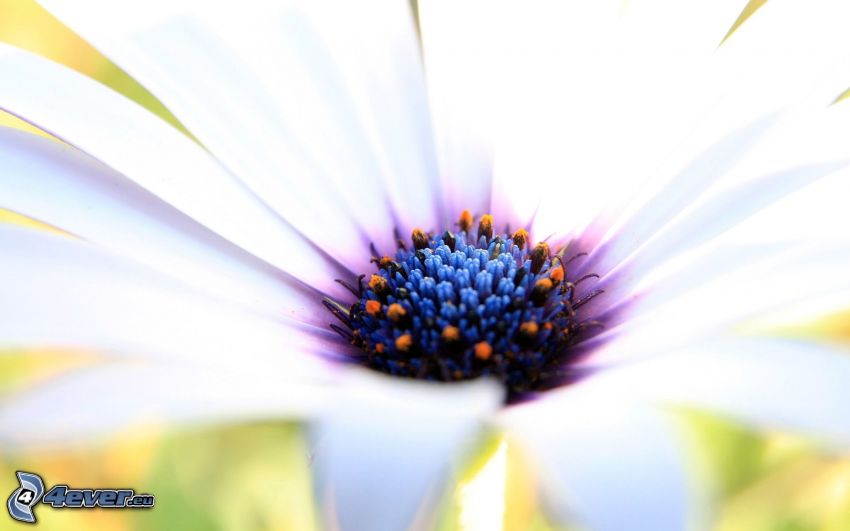 Gerbera, Blume